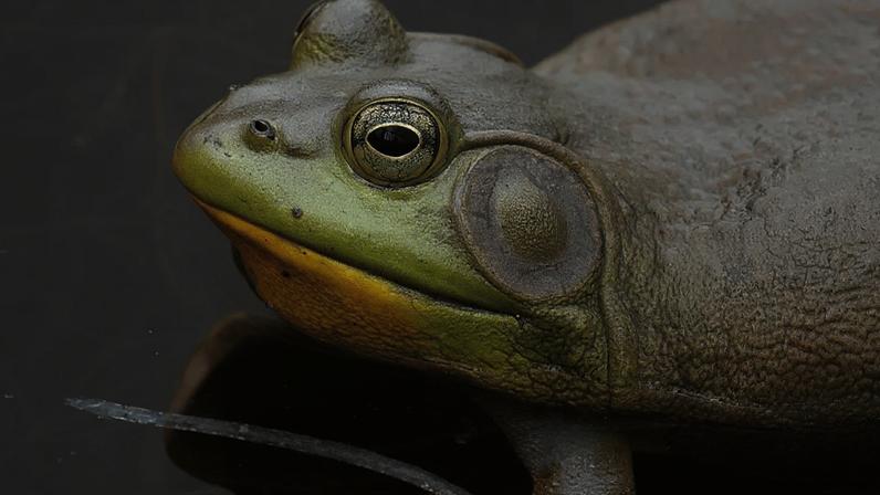 A presença de uma espécie exótica de rã tem despertado preocupação em Florianópolis devido ao seu potencial impacto sobre os ecossistemas locais. Trata-se da rã-touro (Aquarana catesbeiana), originária da América do Norte e que chegou ao Brasil na década de 1930 para abastecer criadouros destinados à produção de carne. Apesar do propósito inicial, ela acabou se espalhando para ambientes naturais em diferentes regiões do país. O anfíbio recebeu esse nome por causa do som grave que produz, semelhante ao mugido de um boi.