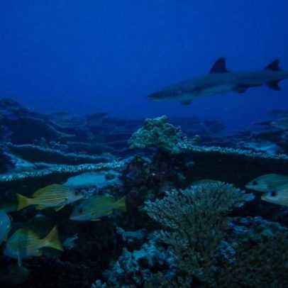 EUA autorizam pesca comercial em áreas marinhas protegidas do Pacífico
