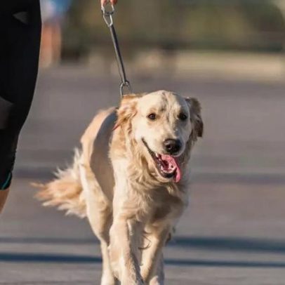 Levar o cachorro para correr com você pode trazer benefícios à saúde