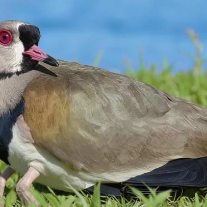 Quero-quero, ave vigilante e símbolo do Rio Grande do Sul