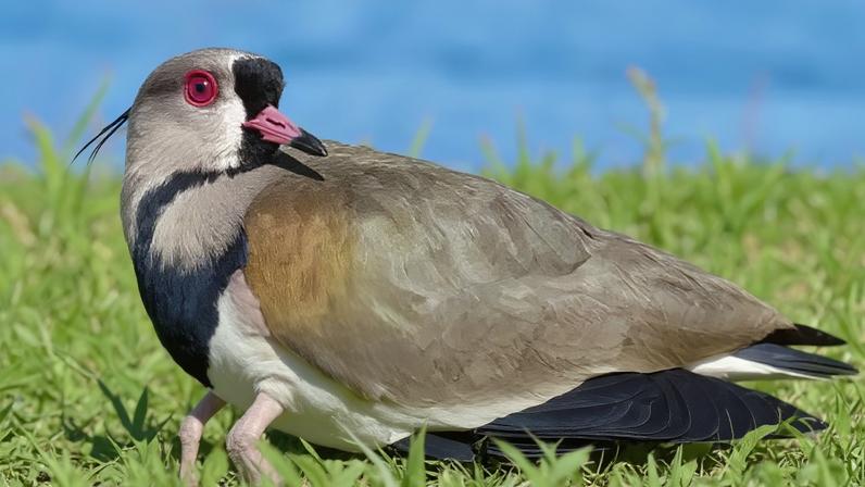 Quero-quero, ave vigilante e símbolo do Rio Grande do Sul