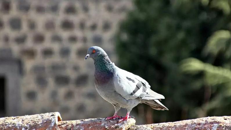 Um estudo recente publicado na revista científica Animal Cognition investigou a capacidade de pombos para reconhecer padrões complexos em imagens médicas – depositphotos.com / James633