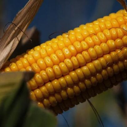Festas Juninas: Sabores Típicos com Toque Saudável