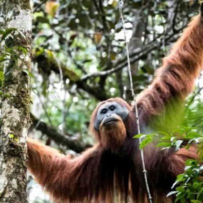 Temporal quase dizima população de um dos macacos mais raros do mundo