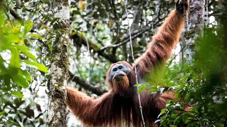 Orangotangos-de-tapanuli foi classificado como uma nova espécie em 2017