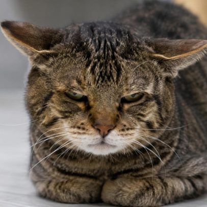 Linguagem de dor em gatos: sinais que poucos tutores percebem