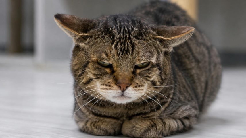 Orelhas e postura podem revelar uma dor que seu gato tenta esconder. (Imagem: Fala Ciência via ChatGPT)