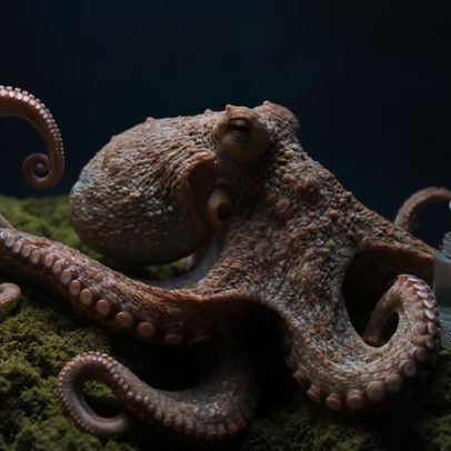 Animal que parece pensar com tentáculos surpreende pesquisadores