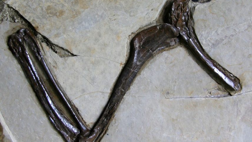 Espécie, semelhante a uma ave, habitava árvores e provavelmente caçava animais menores