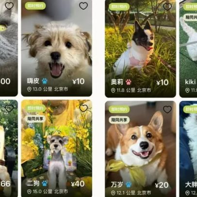 Plataforma de aluguel de cães viraliza na China, preocupando especialistas