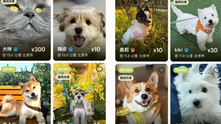 Empresa garante segurança para os pets e seus tutores