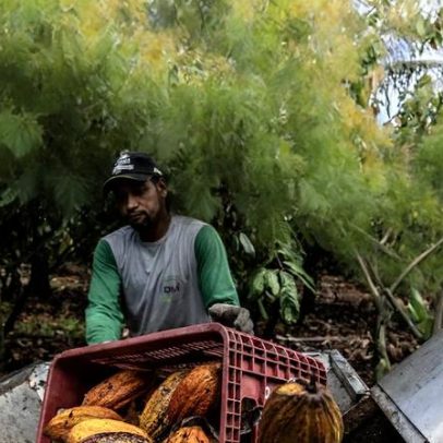 Retorno do El Niño gera incerteza e ameaça o mercado global de cacau