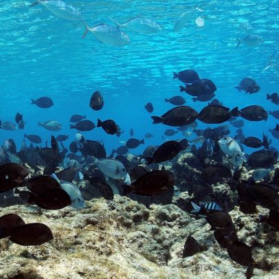 Aquecimento global deixa a pesca no Brasil mais instável
