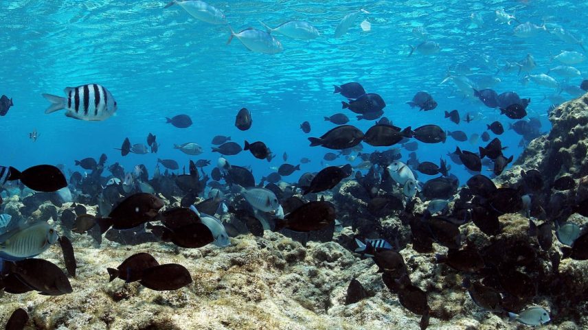 Aquecimento global deixa a pesca no Brasil mais instável