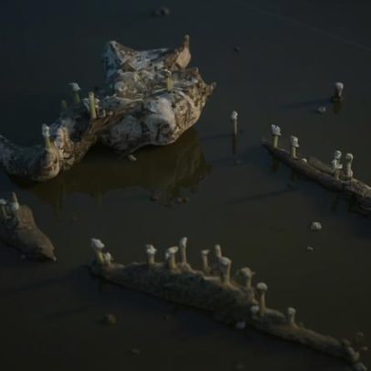 Vídeo registra baleia em decomposição no fundo do mar após 15 anos