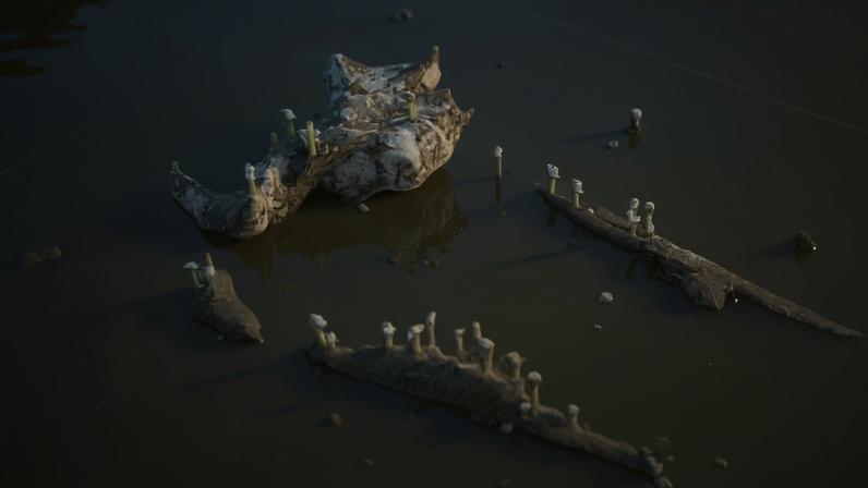 Baleia morta a 1.288 metros de profundidade no Pacífico — Foto: Ocean Networks Canada (ONC) e Ocean Exploration Trust (OET)