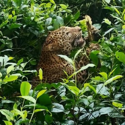 Mortes de leopardos no Sri Lanka ocorrem onde humanos convivem com felinos