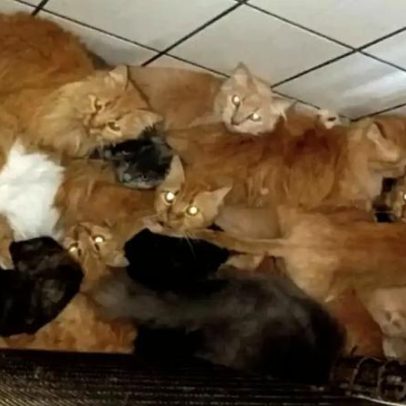 Mais de 400 gatos encontrados em apartamento em Santa Catarina
