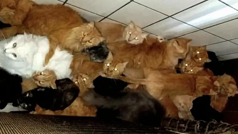 400 gatos encontrados em apartamento em Santa Catarina