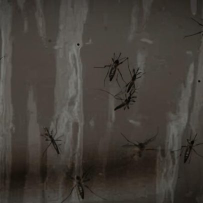 Google busca permissão para liberar 32 milhões de mosquitos na CA e FL