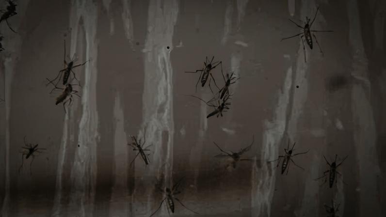 Mature mosquitoes are seen inside a protected container in the mosquito factory at the Verily Life Sciences LLC lab in San Francisco, California, on 18 October 2018.