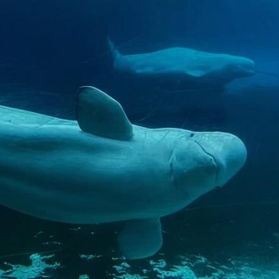 Canadá apoia plano de parque marinho para realocar 30 belugas