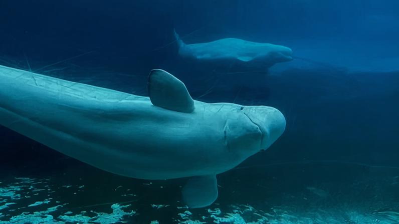 Canadá apoia plano de parque marinho para realocar 30 belugas