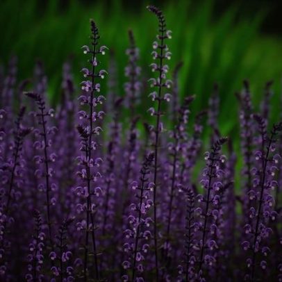 Plantas exigem cuidados específicos conforme o ambiente