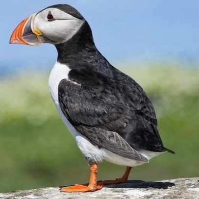Papagaios-do-mar, golfinhos e abelhas concorrem a notas do Reino Unido
