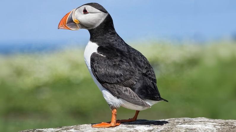 Papagaios-do-mar, golfinhos e abelhas concorrem a notas do Reino Unido