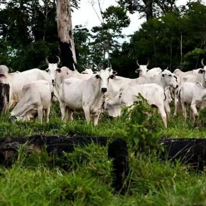 EUA apontam trabalho forçado na pecuária brasileira e avaliam tarifas