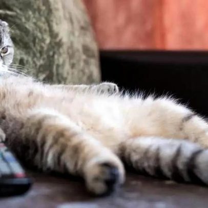 O que os pets realmente enxergam ao assistir TV