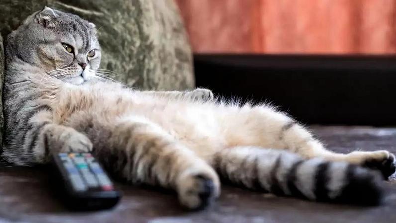 A visão dos pets funciona de maneira diferente da humana, o que influencia a forma como eles percebem a televisão