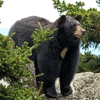 Adolescente fica ferido por urso negro durante trilha em parque de Washington