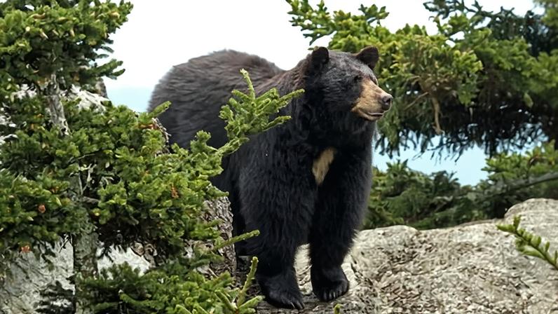 An American black bear.