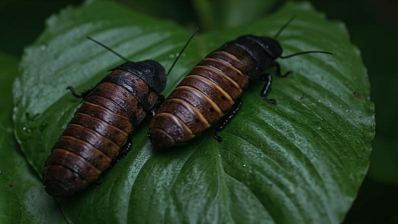 Madagascar hissing cockroaches (Gromphadorhina portentosa) are found only in the island nation of Madagascar.