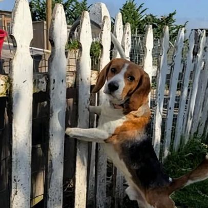Cuidadores acolhem beagles ex-laboratório estressados