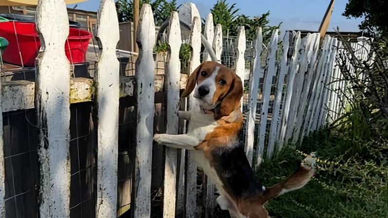 Cuidadores acolhem beagles ex-laboratório estressados