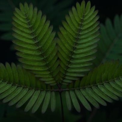 Por que algumas plantas fecham as folhas ao anoitecer