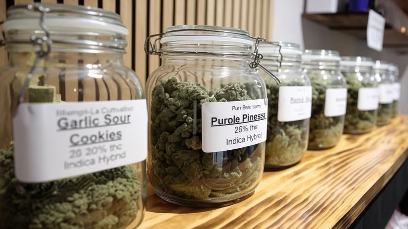 Researchers said there was now a consensus that commercialisation of supply rather than state legislation for recreational use was ‘the critical factor’. Photograph: Stephen Groves/AP