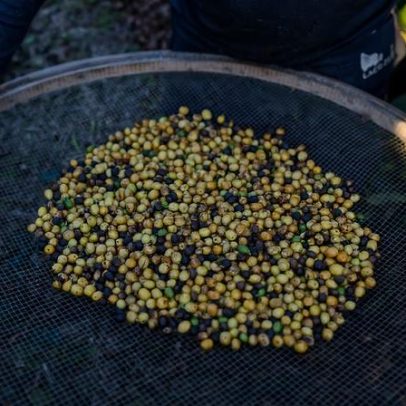 Lentidão de produtores brasileiros pressiona o mercado global de café