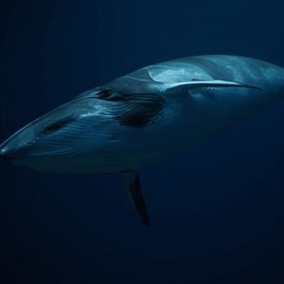 Mais profundo e extenso cemitério de baleias descoberto no Oceano Índico