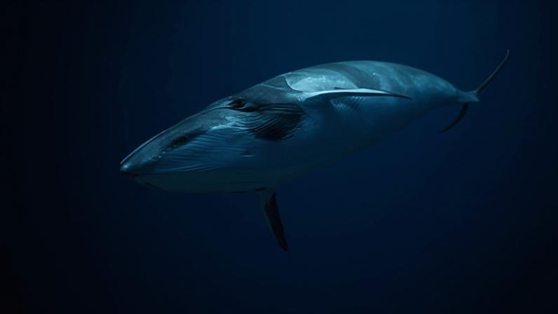 A minke whale swims under water