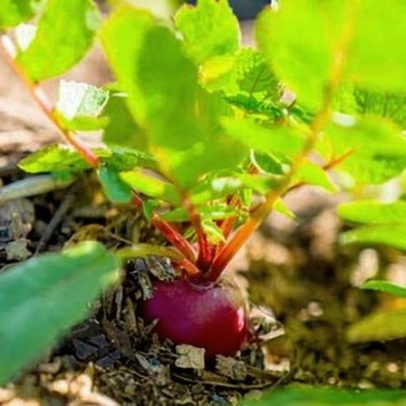 Verão chega e é hora de semear vegetais diretamente no seu jardim