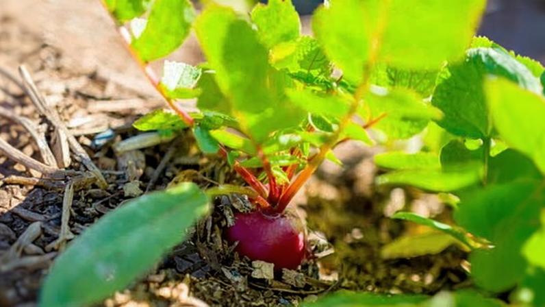 Verão chega e é hora de semear vegetais diretamente no seu jardim