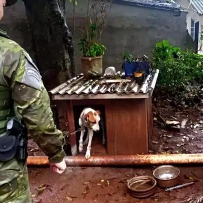 Mulher é presa por maus-tratos após cães desnutridos em Cruz Alta
