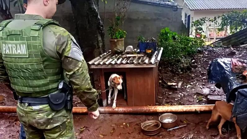Mulher é presa por maus-tratos após cães desnutridos em Cruz Alta