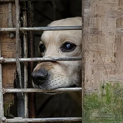 Polícia chinesa prende homem após vídeos de tortura de cães causarem indignação
