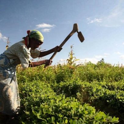 A fazenda de uma mulher é modelo para pequenos agricultores no Malawi