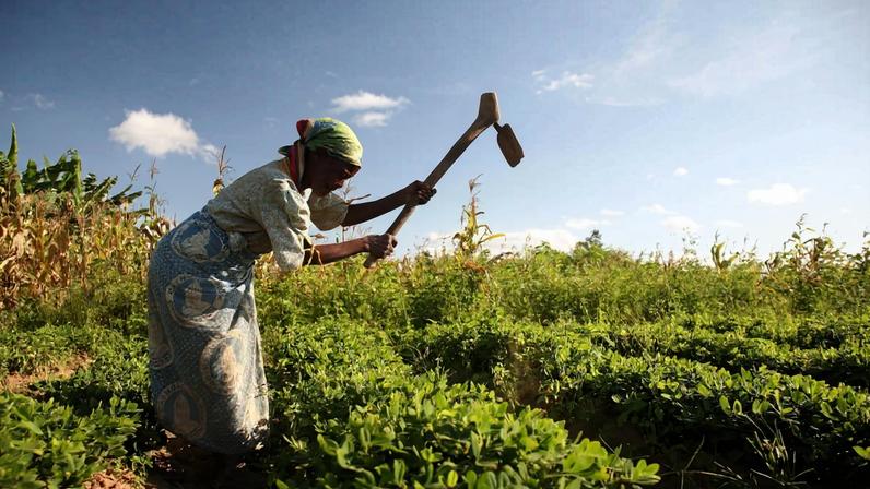 A fazenda de uma mulher é modelo para pequenos agricultores no Malawi